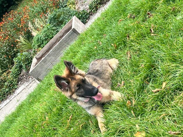 German shepherd puppy needs a new home for sale in Halifax, West Yorkshire