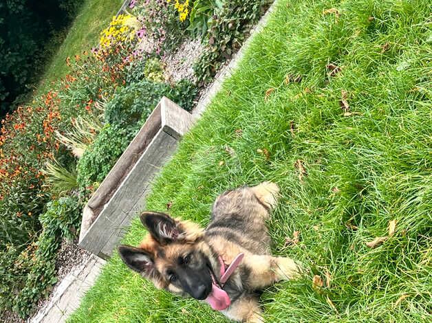 German shepherd puppy needs a new home for sale in Halifax, West Yorkshire - Image 2