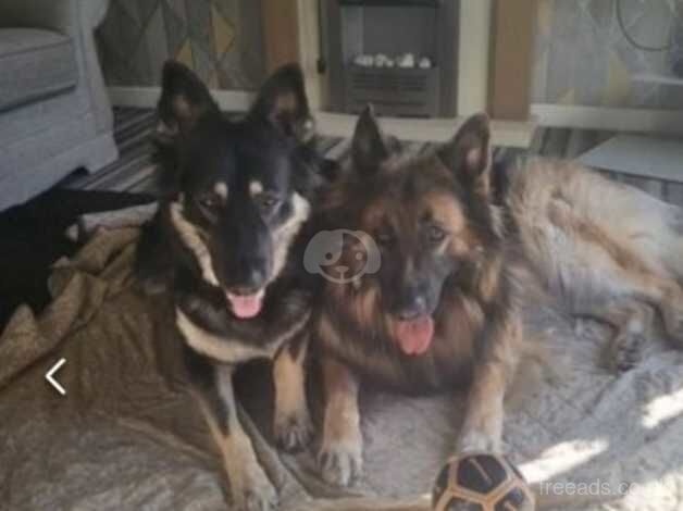 German shepherd puppy needs a new home for sale in Halifax, West Yorkshire - Image 4