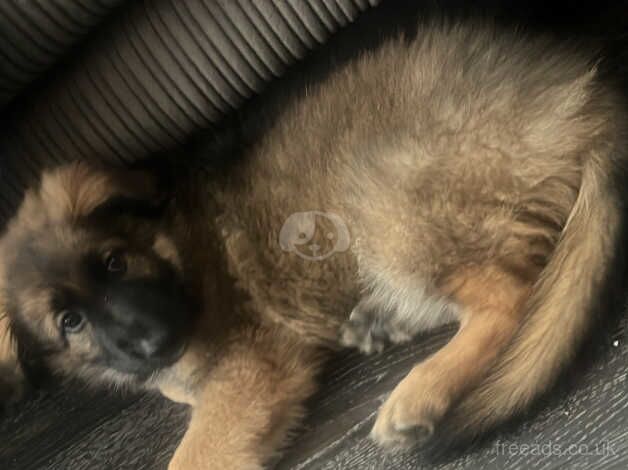 German shepherd puppy needs a new home for sale in Halifax, West Yorkshire - Image 5