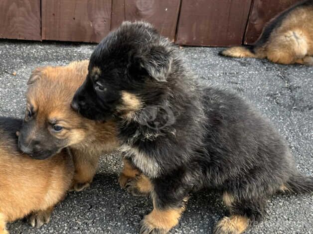 German Shepherd puppy's 5 available 9 weeks for sale in Leeds, West Yorkshire