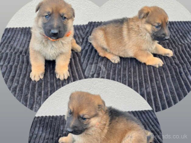 German Shepherd puppy's 5 available 9 weeks for sale in Leeds, West Yorkshire - Image 4