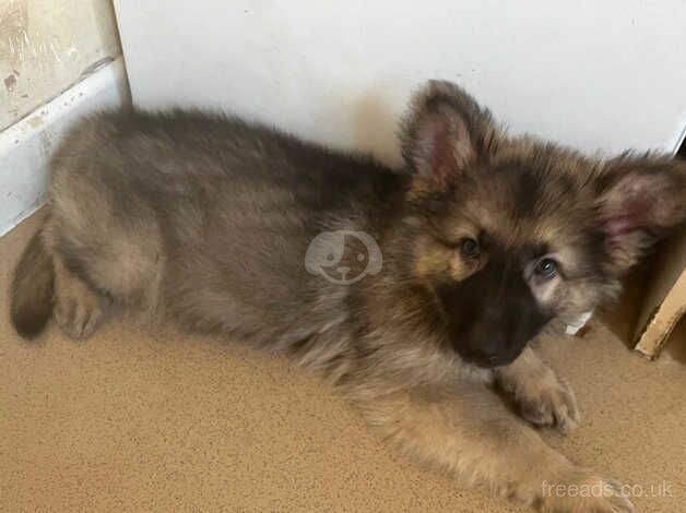 German shepherd puppy's for sale in Frenchay, Gloucestershire