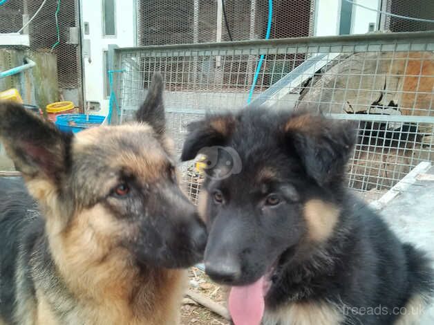 German shepherd puppys straight back for sale in Radstock, Somerset