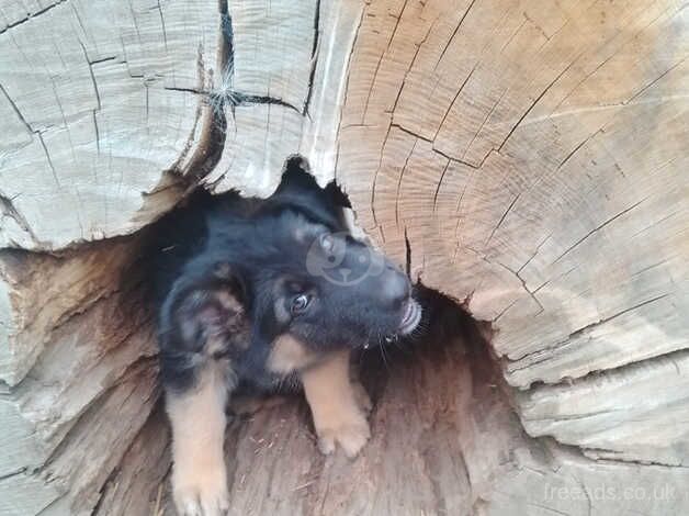 German Shepherd Puppies for sale in Somerset