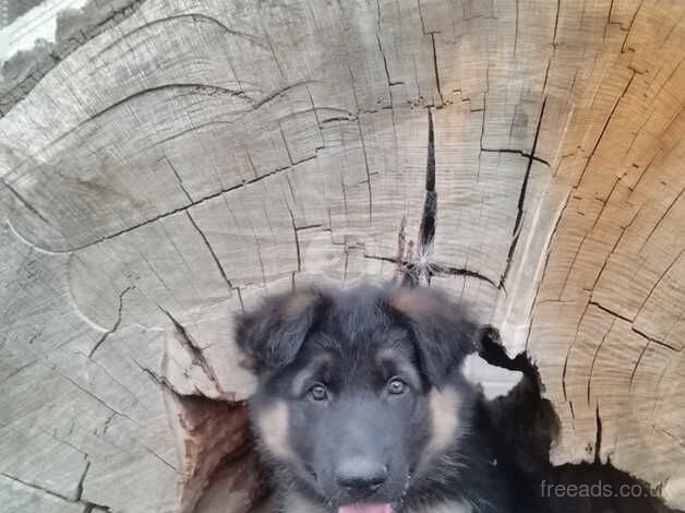 German Shepherd Puppies for sale