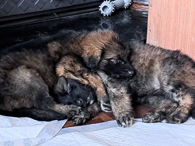 German Shepherd Pups for sale in Welshpool / Y Trallwng, Powys