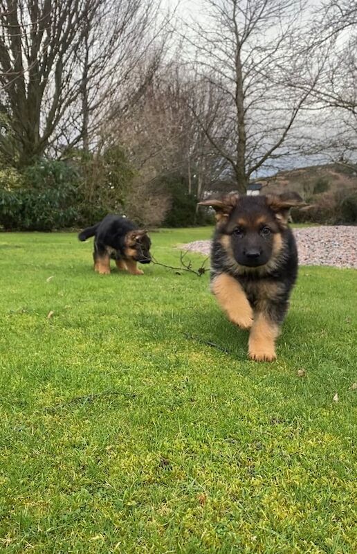 German shepherd pups for sale in Newry, County Armagh