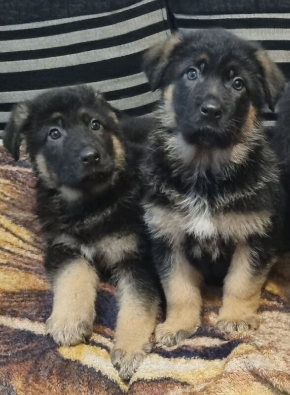 German Shepherd pups for sale in Castlederg, County Tyrone - Image 1