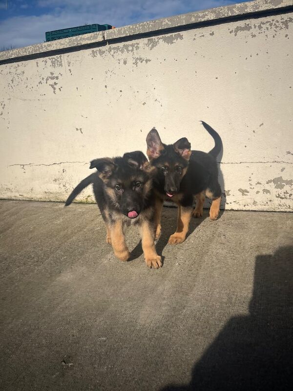 German Shepherd pups for sale in Newry, County Armagh - Image 1