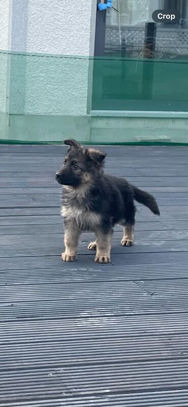German shepherd pups for sale in Newry, County Armagh - Image 3