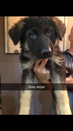 German shepherd pups 8 weeks old ready to leave. for sale in Lincolnshire - Image 1