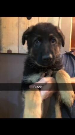 German shepherd pups 8 weeks old ready to leave. for sale in Lincolnshire - Image 3