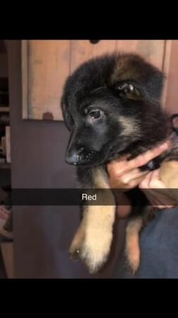 German shepherd pups 8 weeks old ready to leave. for sale in Lincolnshire - Image 4