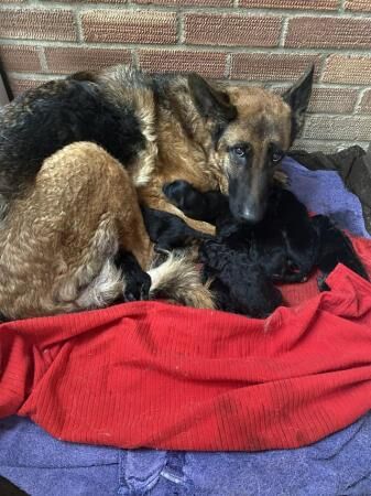 German shepherd pups 8 weeks old ready to leave. for sale in Lincolnshire - Image 5