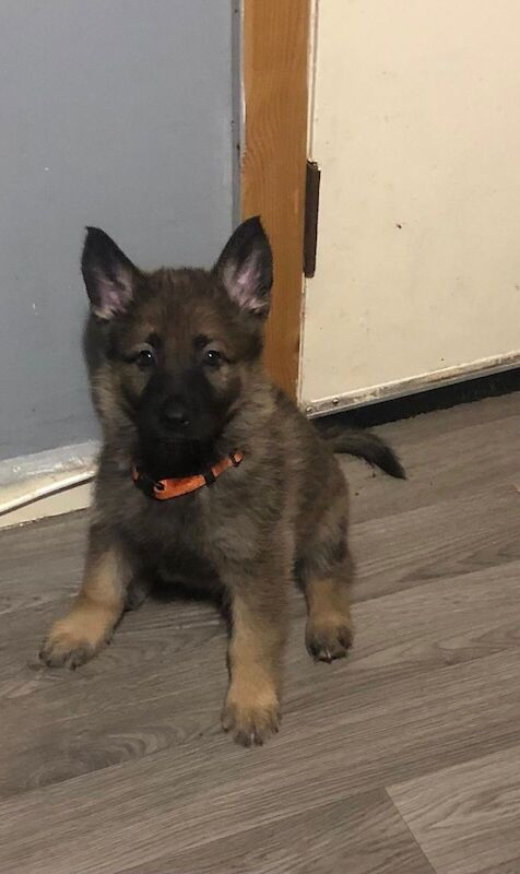 German Shepherd Pups *Beautiful* £1000 for sale in Cyncoed, Cardiff