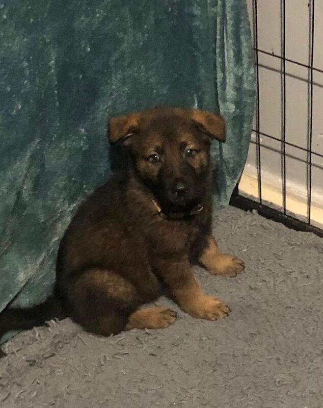 German Shepherd Puppies for sale in Cardiff