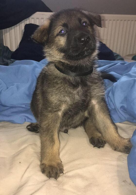 German Shepherd Puppies for sale