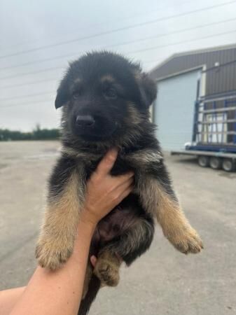 German Shepherd pups for sale in Aylesbury, Buckinghamshire - Image 1