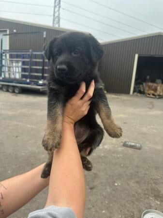 German Shepherd pups for sale in Aylesbury, Buckinghamshire - Image 2