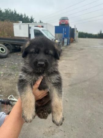 German Shepherd pups for sale in Aylesbury, Buckinghamshire - Image 3