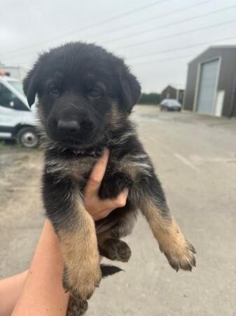 German Shepherd pups for sale in Aylesbury, Buckinghamshire - Image 4