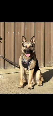 German Shepherd pups for sale in Aylesbury, Buckinghamshire - Image 5