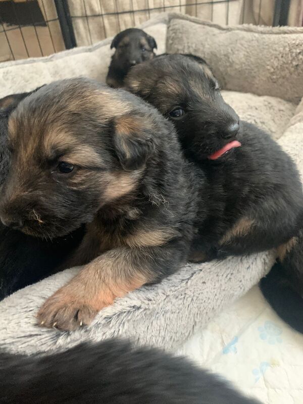 German Shepherd pups for sale in Huyton Farm, Merseyside