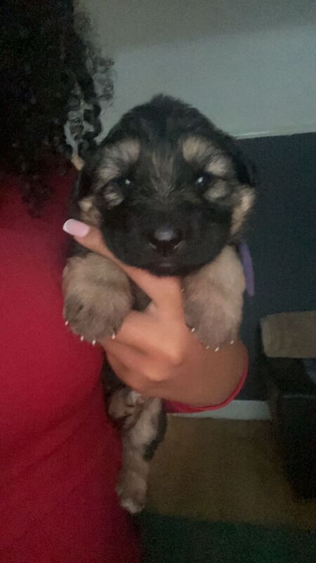 German Shepherd pups for sale in Huyton Farm, Merseyside - Image 2