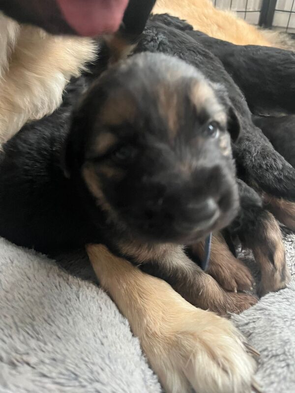 German Shepherd pups for sale in Huyton Farm, Merseyside - Image 3