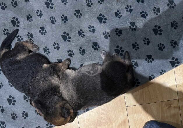 German Shepherd pups for sale in Ballynahinch, Down