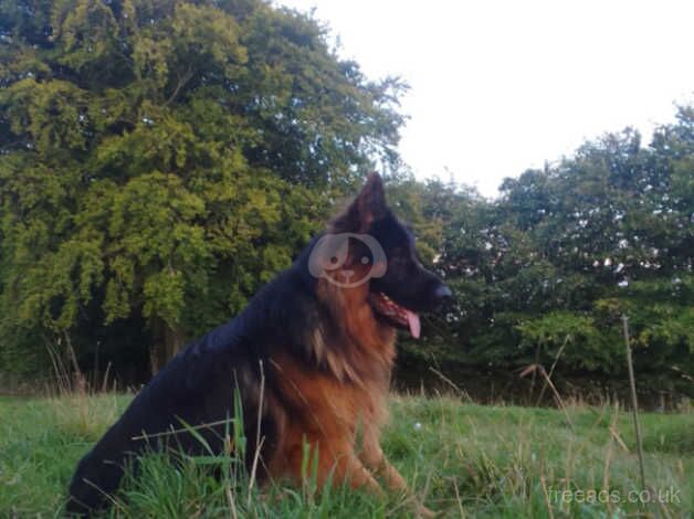 German shepherd pups for sale in Shotts, North Lanarkshire - Image 1