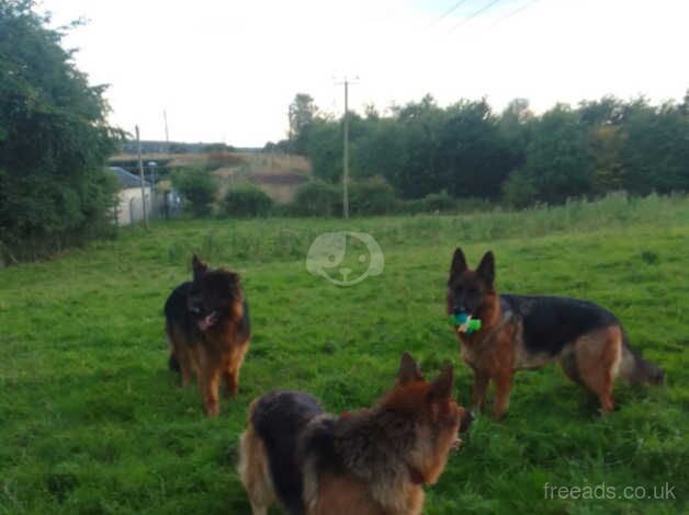 German shepherd pups for sale in Shotts, North Lanarkshire - Image 3