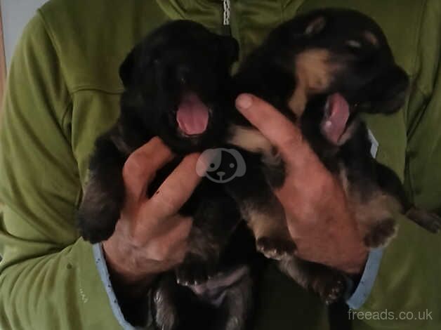 German shepherd pups for sale in Shotts, North Lanarkshire - Image 5