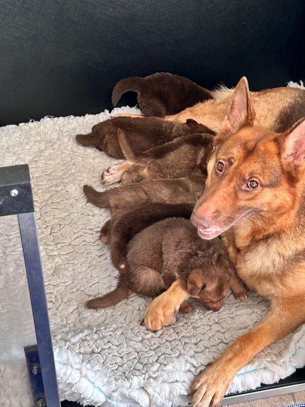 German shepherd pups health tested parents Honiton Devon for sale in Honiton, Devon