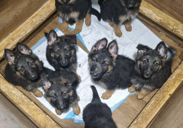 German shepherd pups for sale in Belfast, Belfast