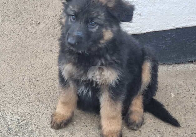 German shepherd pups for sale in Belfast, Belfast - Image 2