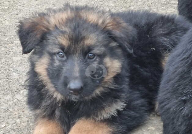 German Shepherd Puppies for sale in Belfast