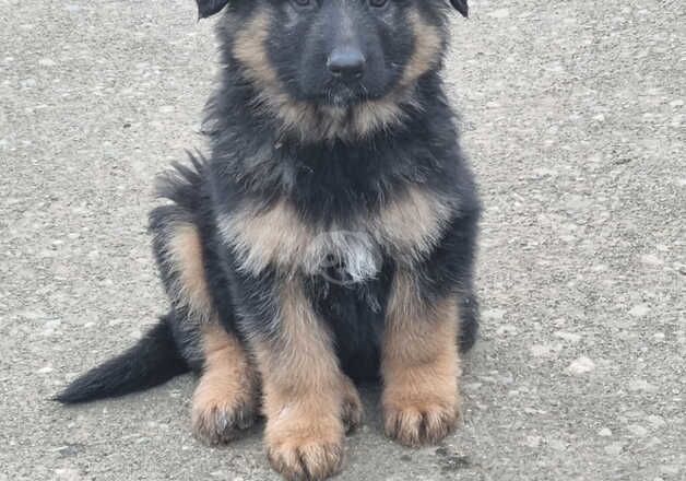 German Shepherd Puppies for sale