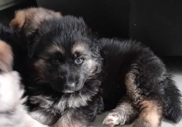 German Shepherd pups for sale in Coalville, Leicestershire