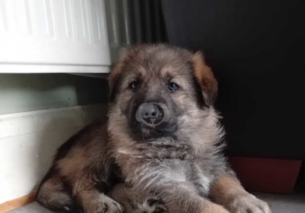 German Shepherd Puppies for sale in Leicestershire