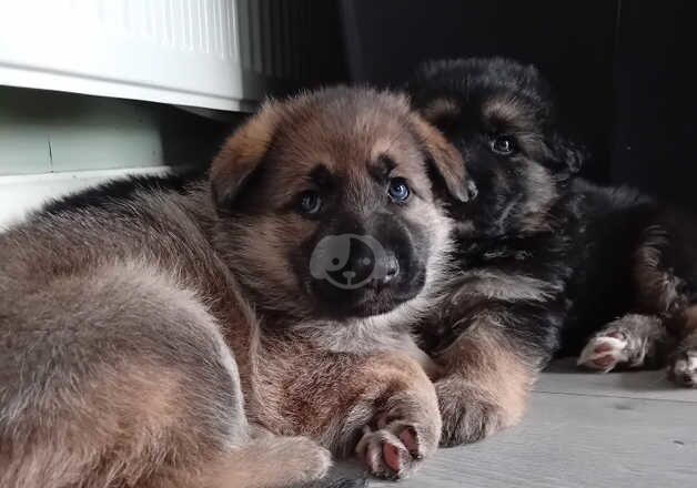 German Shepherd Puppies for sale