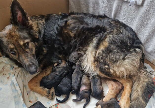 German shepherd pups for sale in Corby, Northamptonshire