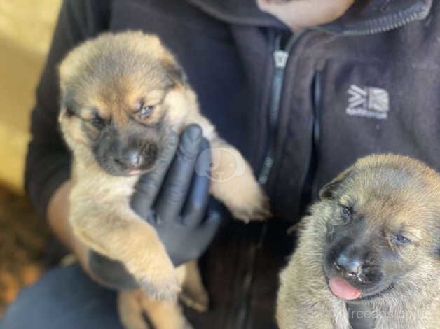 German Shepherd Pups for sale in Dewsbury, West Yorkshire