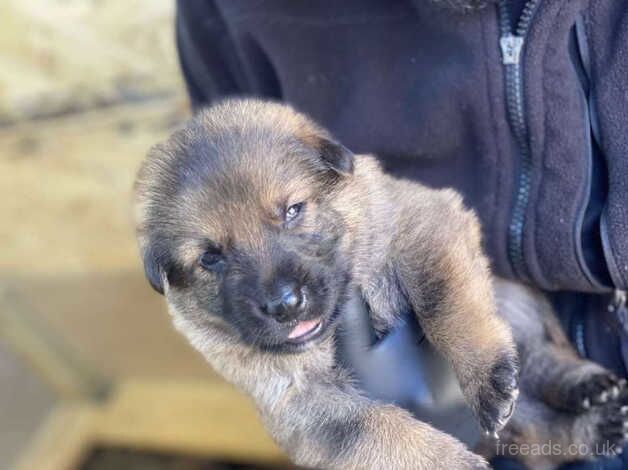 German Shepherd Pups for sale in Dewsbury, West Yorkshire - Image 2