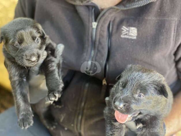 German Shepherd Pups for sale in Dewsbury, West Yorkshire - Image 3