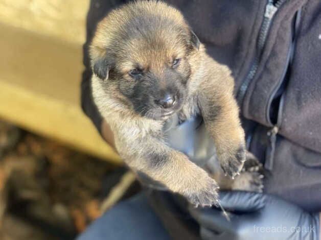 German Shepherd Pups for sale in Dewsbury, West Yorkshire - Image 4