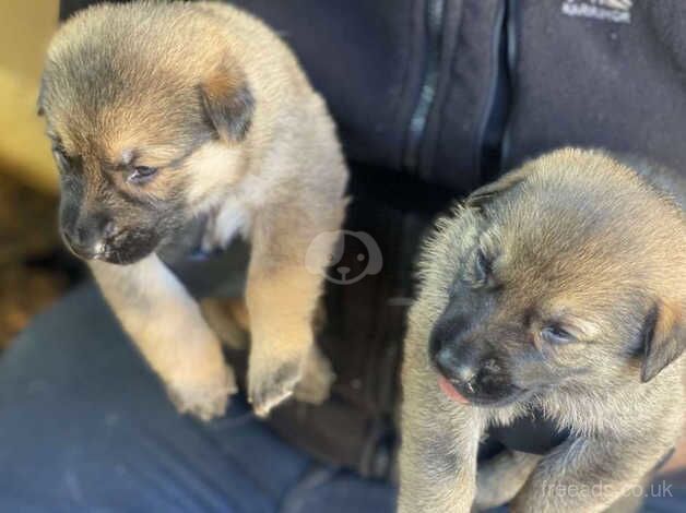 German Shepherd Pups for sale in Dewsbury, West Yorkshire - Image 5