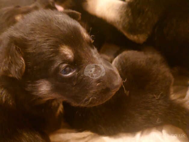 German shepherd pups for sale in Halesowen, West Midlands