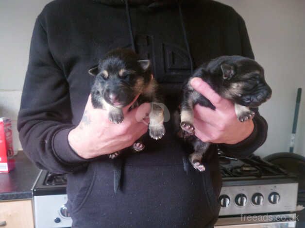 German Shepherds for sale in Halesowen, West Midlands